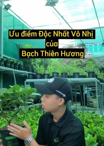 ƯU ĐIỂM ĐỘC NHỨT VÔ NHỊ CỦA CÂY BẠCH THIÊN HƯƠNG