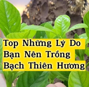 CÁC LÝ DO NÊN TRỒNG BẠCH THIÊN HƯƠNG