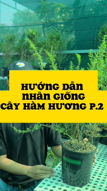 CÁCH NHÂN GIỐNG CÂY HÀM HƯƠNG BẰNG CÁCH CHIẾT CÀNH