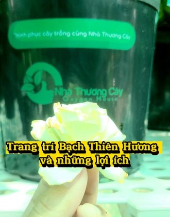 ỨNG DỤNG CỦA CÂY BẠCH THIÊN HƯƠNG TRONG TRANG TRÍ