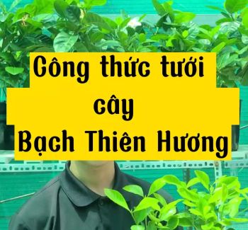 CÔNG THỨC TƯỚI CÂY BẠCH THIÊN HƯƠNG