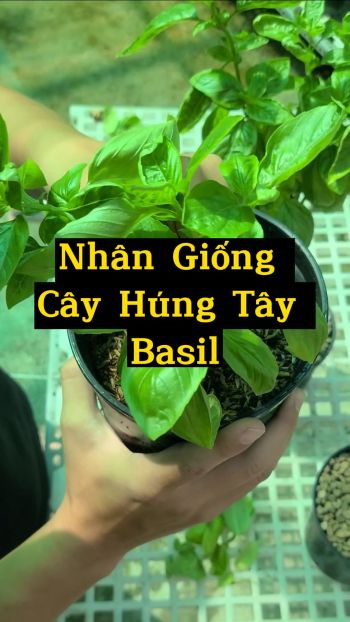 CÁCH NHÂN GIỐNG CÂY HÚNG TÂY - SWEET BASIL