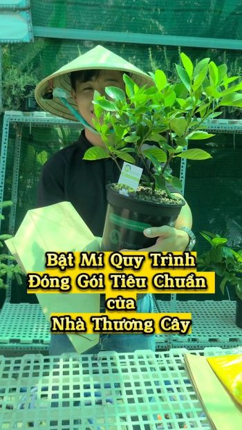 BẬT MÍ QUY TRÌNH ĐÓNG GÓI TIÊU CHUẨN CỦA NHÀ THƯƠNG CÂY