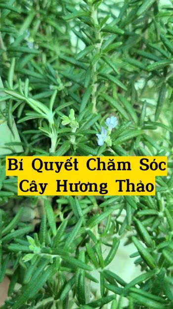 CÔNG THỨC BÍ MẬT LÀM CÂY HƯƠNG THẢO TRỔ HOA