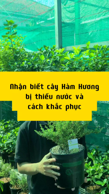 CÁCH NHẬN BIẾT CÂY HÀM HƯƠNG THIẾU NƯỚC VÀ CÁCH KHẮC PHỤC