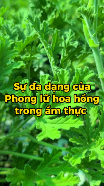 Ứng dụng của cây phong lữ hoa hồng trong ẩm thực