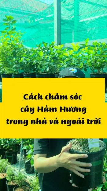 CÁCH CHĂM SÓC CÂY HÀM HƯƠNG TRONG NHÀ VÀ NGOÀI TRỜI