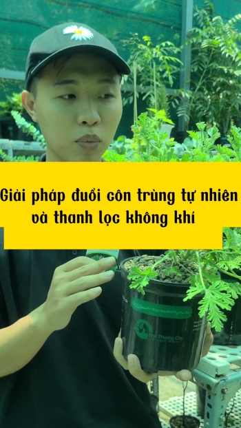 Giải pháp đuổi muỗi-đuổi côn trùng và thanh lọc không khí từ cây thảo mộc