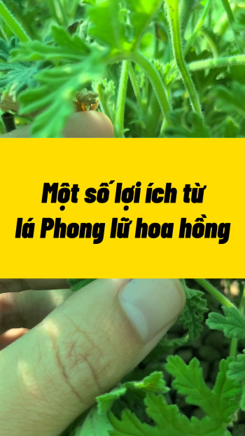 Các lợi ích thượng hạng của cây phong lữ hoa hồng