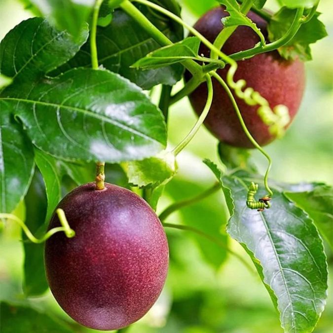 CHANH DÂY TÍM - PASSION FRUIT TREE