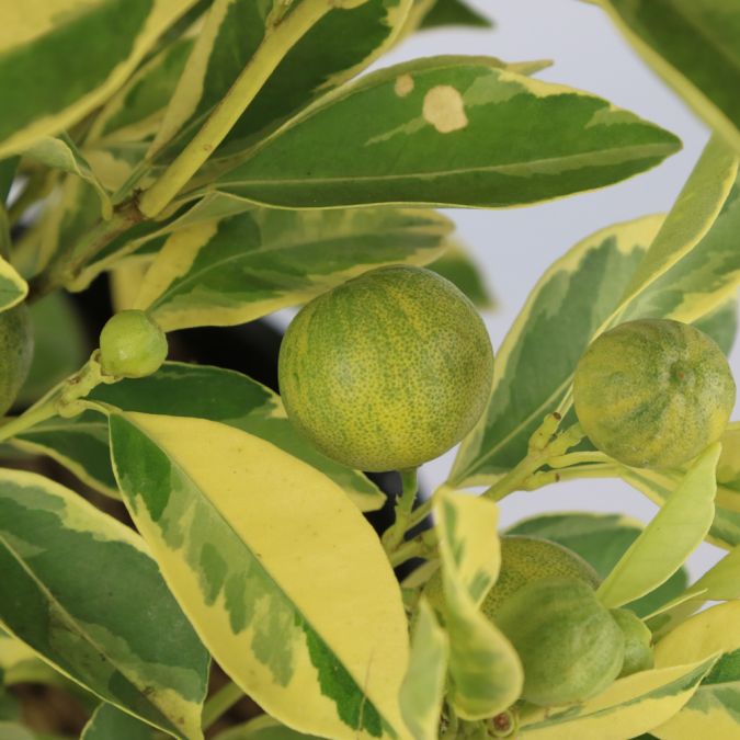 TẮC HOÀNG KIM - CENTENNIAL VARIEGATED KUMQUAT