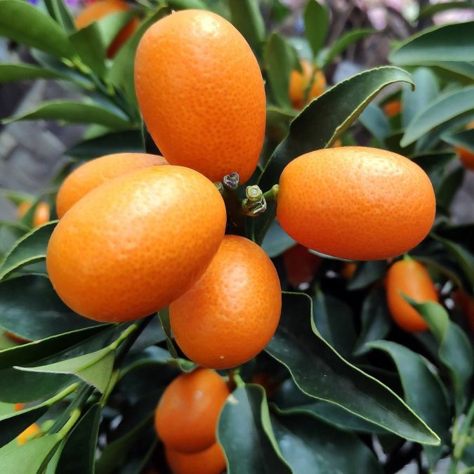 TẮC VỎ NGỌT - NAGAMI KUMQUAT