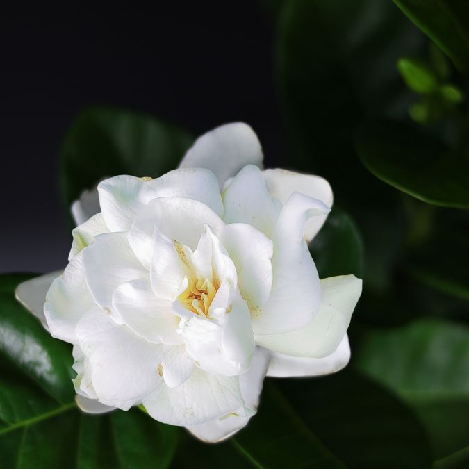 BẠCH THIÊN HƯƠNG (KHỔNG LỒ) - GARDENIA JASMINODES ELLIS