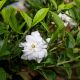 BẠCH THIÊN HƯƠNG (KHỔNG LỒ) - GARDENIA JASMINODES ELLIS