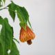 BỤP LỒNG ĐÈN - ABUTILON STRIATUM