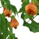 BỤP LỒNG ĐÈN - ABUTILON STRIATUM