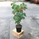 BỤP LỒNG ĐÈN (BIG SIZE) - ABUTILON STRIATUM