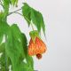 BỤP LỒNG ĐÈN (BIG SIZE) - ABUTILON STRIATUM