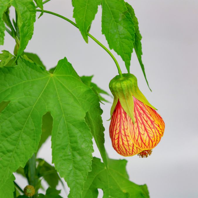 BỤP LỒNG ĐÈN - ABUTILON STRIATUM