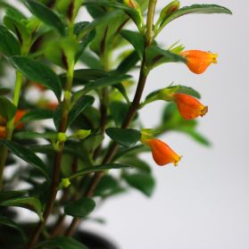 CÁ TRÊN CÂY - GOLDFISH PLANT