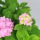 CẨM TÚ CẦU NHIỆT ĐỚI - TROPICAL HYDRANGEA (HỒNG) - BIG SIZE