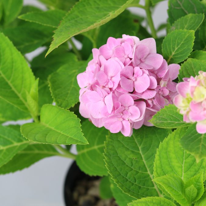 CẨM TÚ CẦU NHIỆT ĐỚI - TROPICAL HYDRANGEA (HỒNG) - BIG SIZE