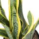 LƯỠI CỌP VÀNG - YELLOW SNAKE PLANT (BIG SIZE)