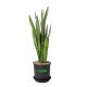 LƯỠI CỌP XANH- GREEN SNAKE PLANT (BIG SIZE)