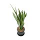 LƯỠI CỌP XANH- GREEN SNAKE PLANT (BIG SIZE)