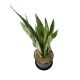 LƯỠI CỌP XANH- GREEN SNAKE PLANT (BIG SIZE)