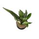 LƯỠI CỌP XANH- GREEN SNAKE PLANT (BIG SIZE)