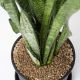 LƯỠI CỌP XANH- GREEN SNAKE PLANT (BIG SIZE)