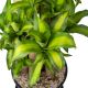 THIẾT MỘC LAN - DRACAENA FRAGRANS