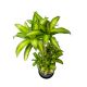 THIẾT MỘC LAN - DRACAENA FRAGRANS