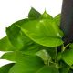 TRẦU BÀ LEO - EPIPREMNUM AUREUM