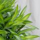 TRÚC BÁCH HỢP - DRACAENA REFLEXA 