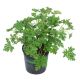 PHONG LỮ HOA HỒNG – CITRONELLA GERANIUM