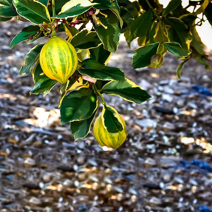 CHANH HOÀNG KIM - VARIEGATED PINK LEMON