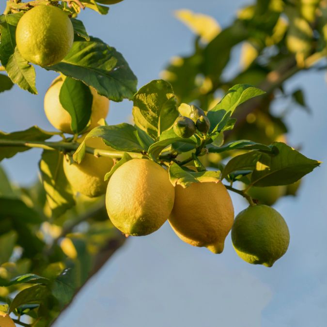 CHANH VÀNG MỸ - CITRUS LEMON