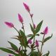 CỎ TIÊU MIÊU - CELOSIA ARGENTEA