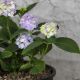 CẨM TÚ CẦU NHIỆT ĐỚI - TROPICAL HYDRANGEA (HỒNG) - MINI