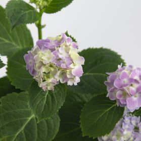 CẨM TÚ CẦU NHIỆT ĐỚI - TROPICAL HYDRANGEA (HỒNG) - MINI