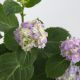 CẨM TÚ CẦU NHIỆT ĐỚI - TROPICAL HYDRANGEA (HỒNG) - MINI