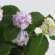 CẨM TÚ CẦU NHIỆT ĐỚI - TROPICAL HYDRANGEA (HỒNG) - MINI