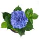 CẨM TÚ CẦU NHIỆT ĐỚI - TROPICAL HYDRANGEA (XANH)