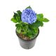 CẨM TÚ CẦU NHIỆT ĐỚI - TROPICAL HYDRANGEA (XANH)