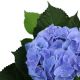 CẨM TÚ CẦU NHIỆT ĐỚI - TROPICAL HYDRANGEA (XANH)