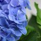 CẨM TÚ CẦU NHIỆT ĐỚI - TROPICAL HYDRANGEA (XANH)