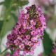 HOA KẸO HỒNG - PINK BUDDLEJA