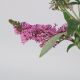 HOA KẸO HỒNG - PINK BUDDLEJA